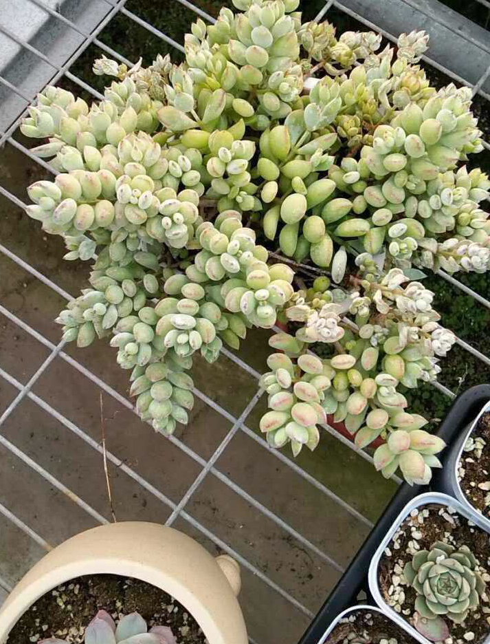 多肉植物掉叶什么情况用肥,多肉植物为什么老是掉叶子