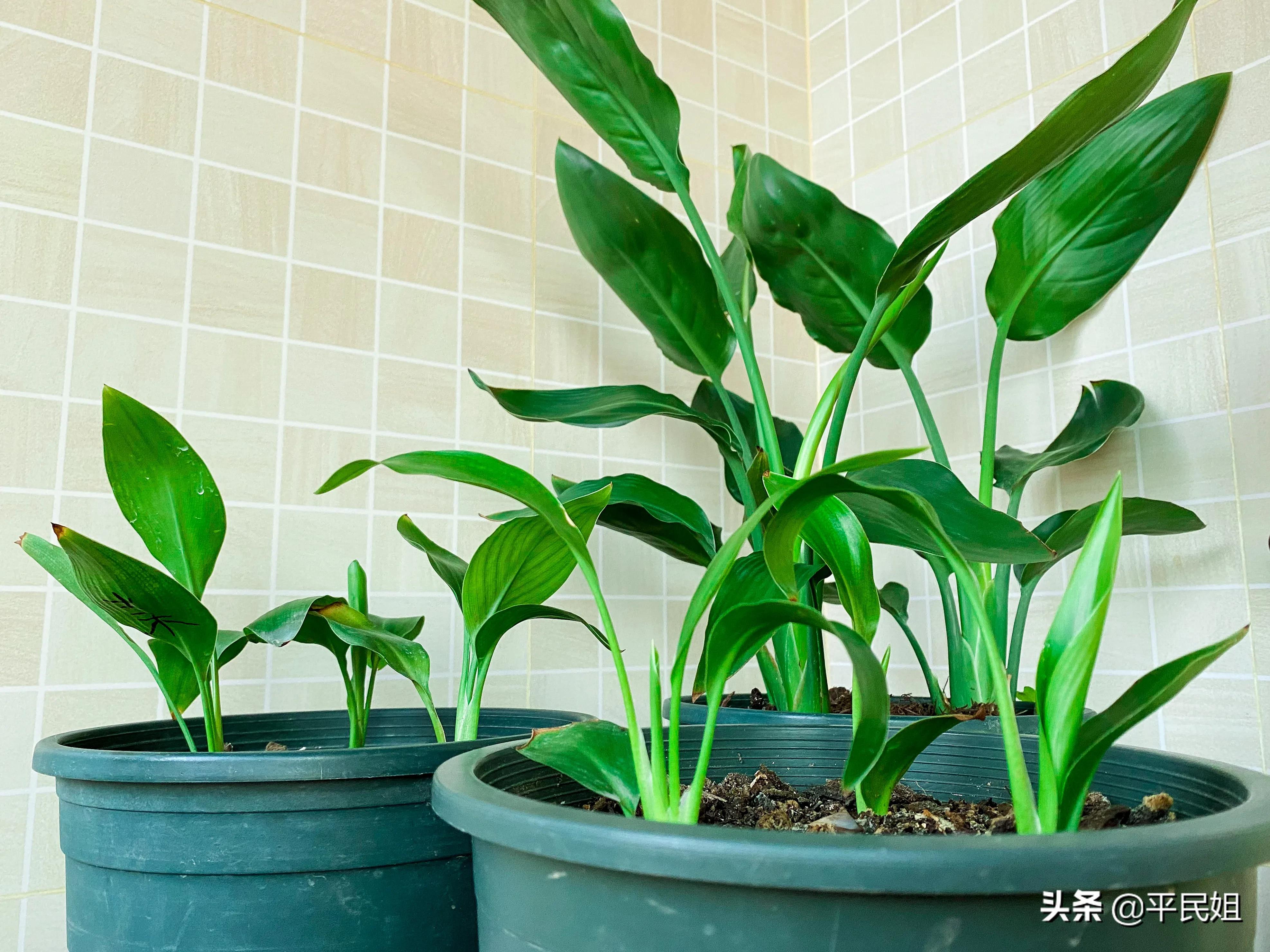 鹤望兰移栽几天才看出是否成活,鹤望兰一棵小苗没有根能养活吗