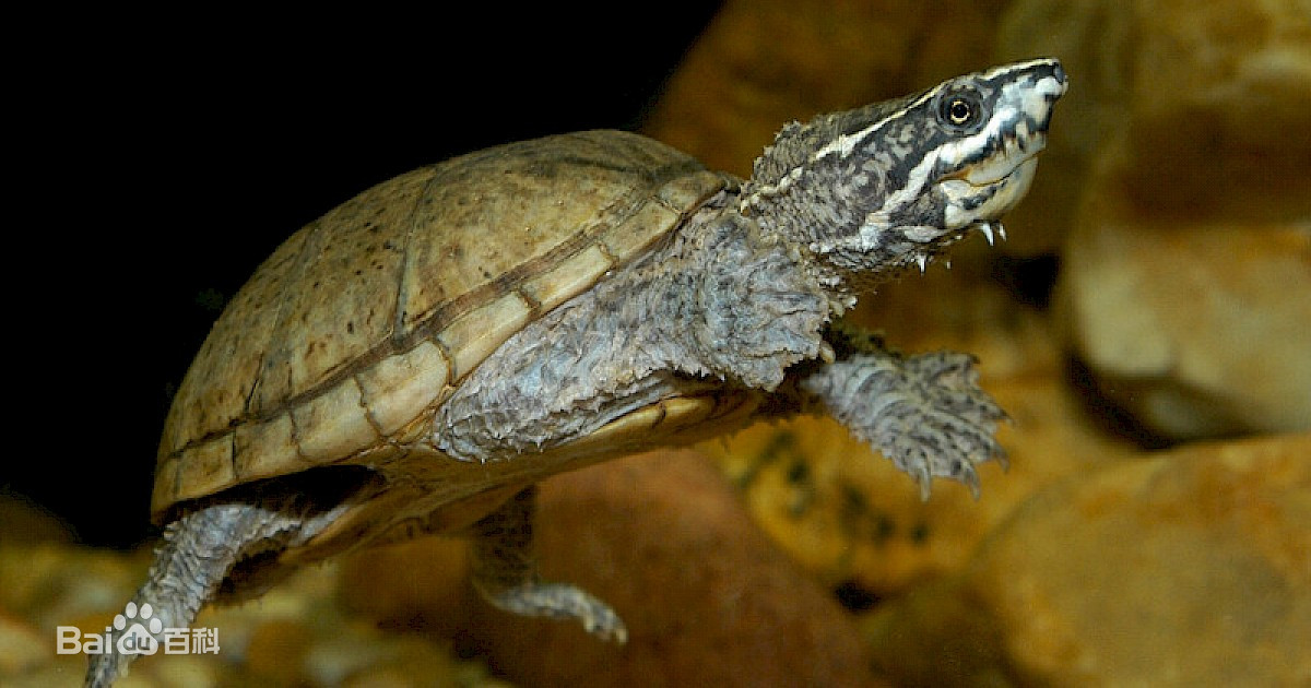 宠物龟饲养环境龟房,常见宠物龟介绍书籍