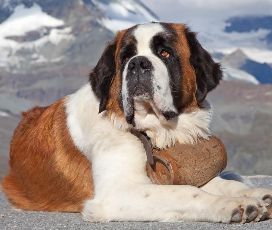 狗界中有哪些狗狗之最,狗界最富有的狗子