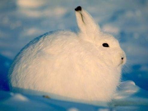 北极兔腿长,北极兔高冷长腿