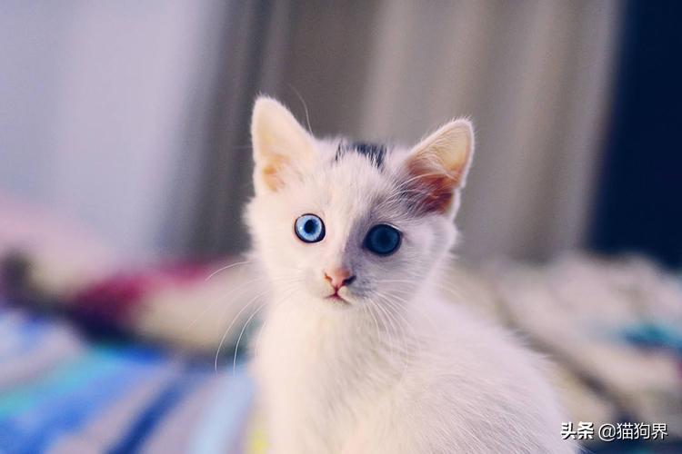 第一次养猫需要准备些什么幼猫,新生幼猫怎么养活