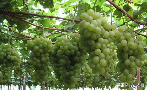 葡萄种植户前景怎么样,葡萄种植前景与销路