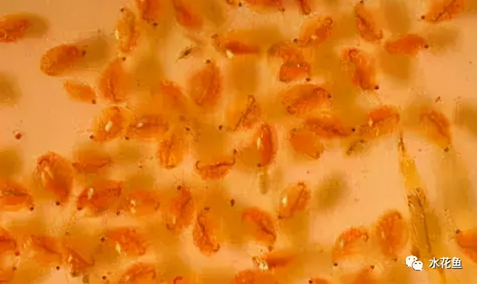 鱼苗白尾什么原因,鱼苗白嘴病的治疗