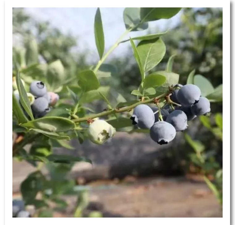 蓝莓推荐广告语,蓝莓宣传广告语四个字