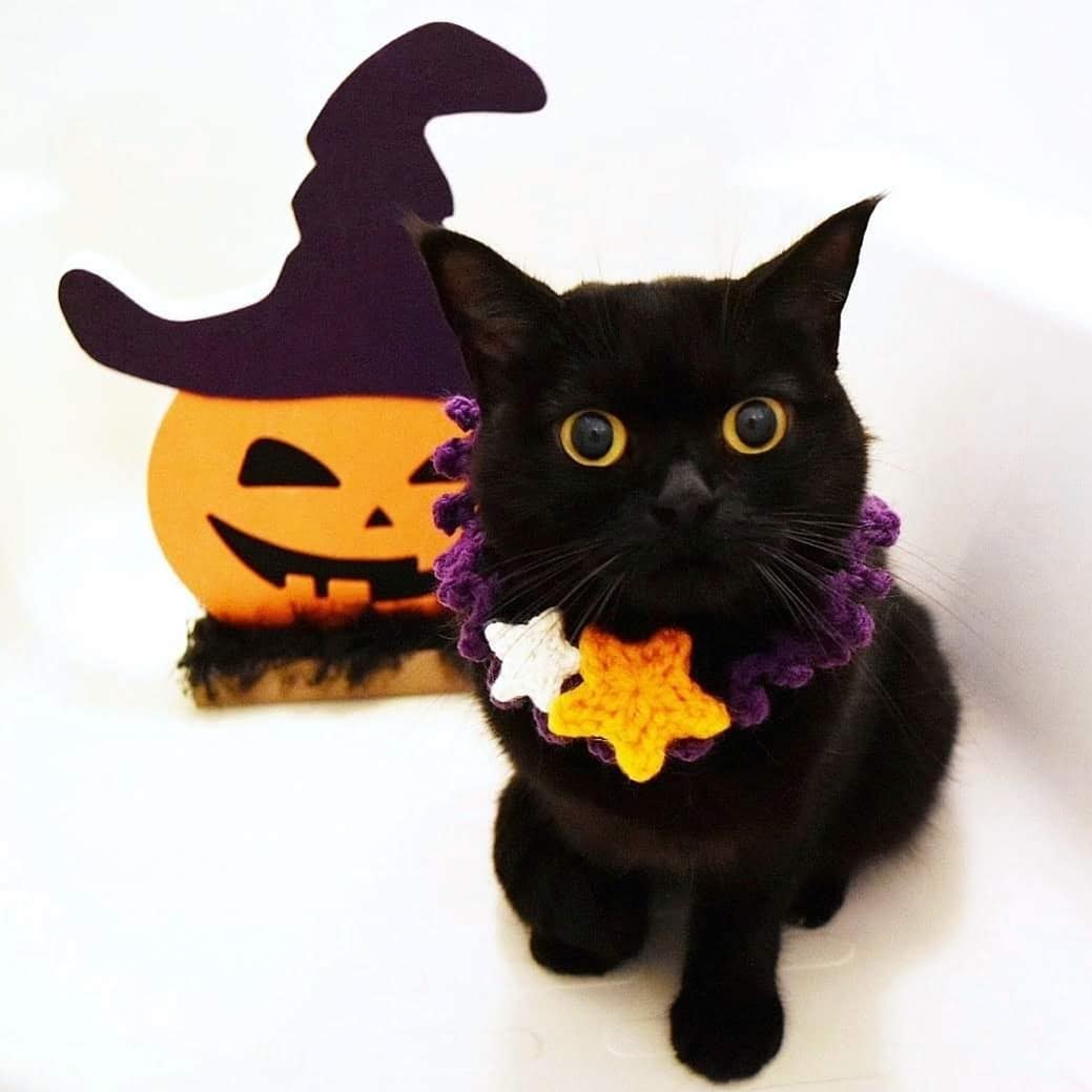 日本卡通小黑猫,日本动漫小黑猫