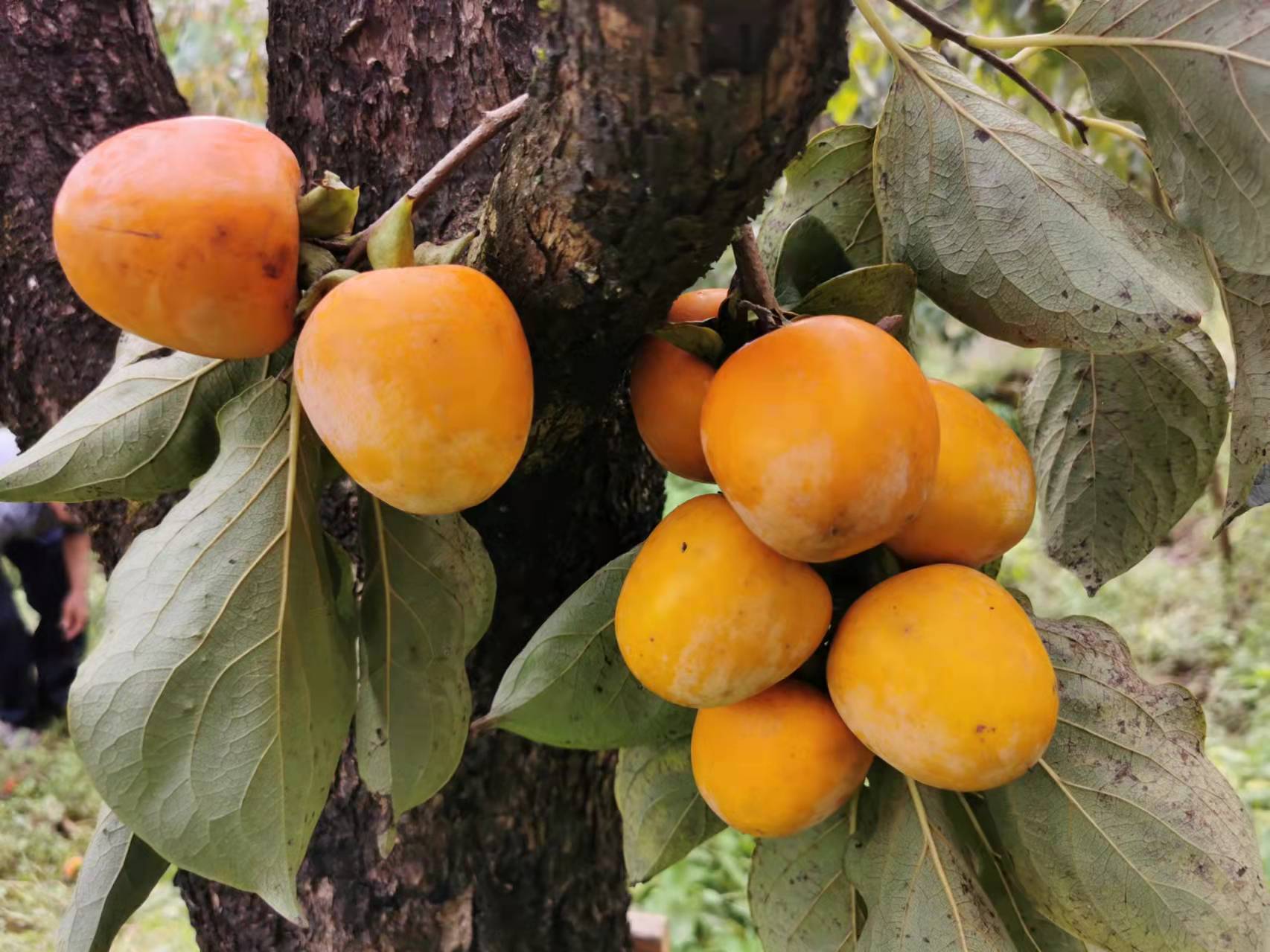 稻花飘香,柿柿如意——从化上罗村秋日拾趣