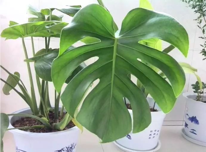 家里的花干枯影响风水吗,家里的花突然发黄发蔫风水