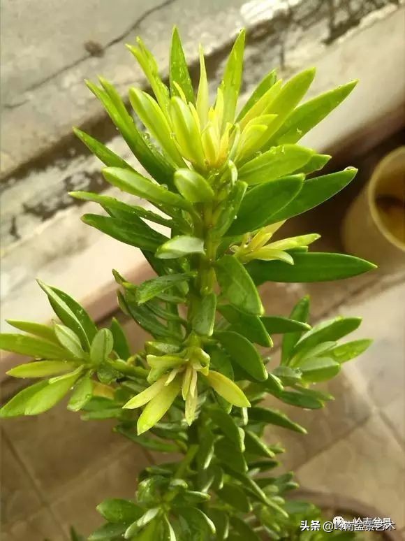 旺财罗汉松,罗汉松招财还是挡煞