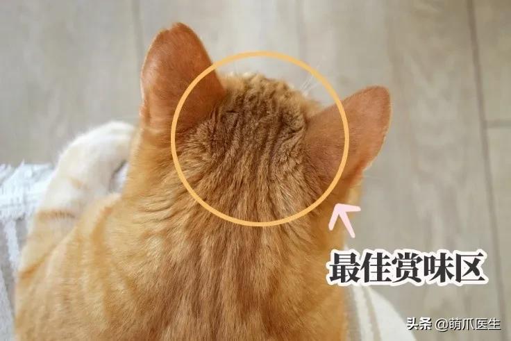 猫到底是什么状态,猫到底是个什么玩意儿