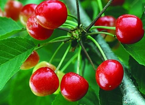 国内樱桃和进口车厘子的区别,山东大樱桃和车厘子有什么区别