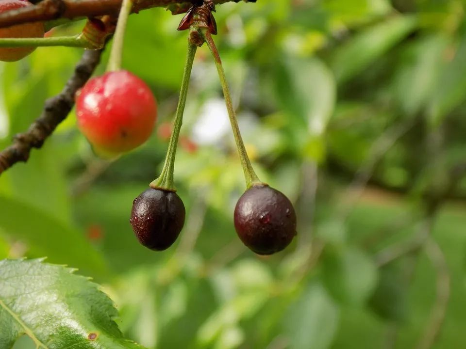 樱花结的果实叫樱桃吗,樱花结出来的果子是樱桃吗
