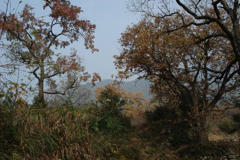 大唐绝唱—惊才绝艳的小鱼