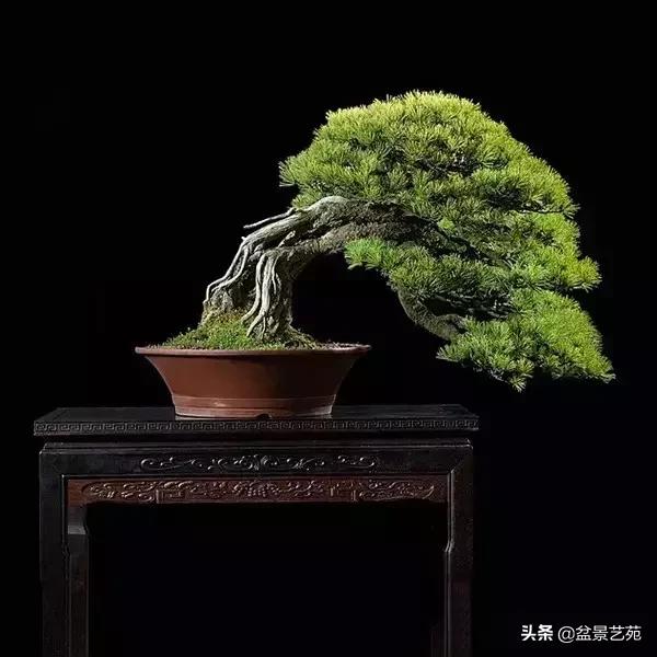 西泠印社砚台最高价拍卖记录,杭州西泠拍卖盆景