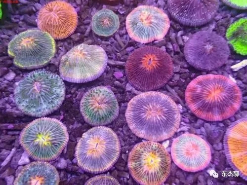 lps和sps可以一起养吗,哪些lps适合新手养