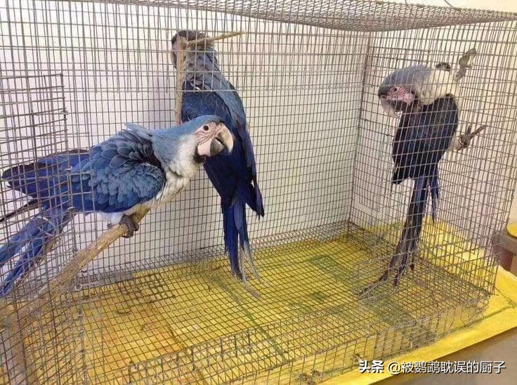 王校长养蚂蝗,王校长养的马