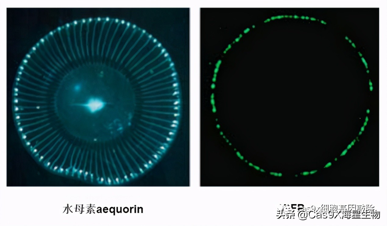 绿色荧光蛋白的发现史,科学家眼里的肽