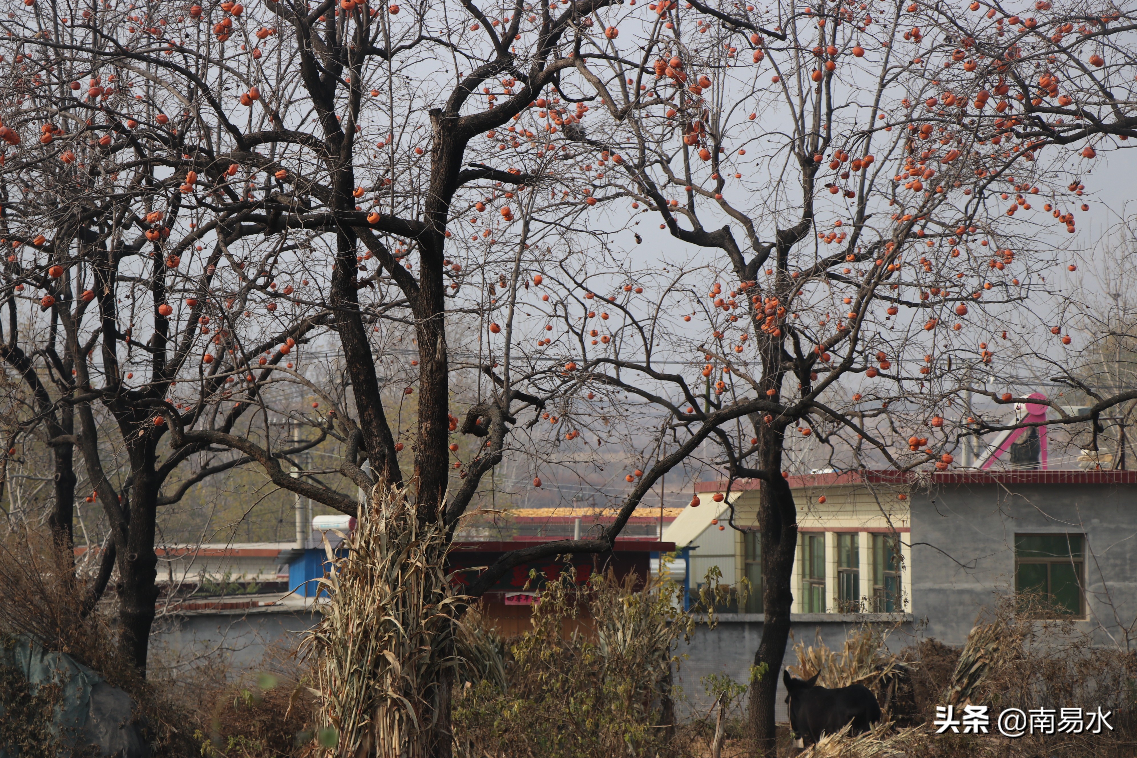 家乡风景带你一起感受自然的味道,令你难以忘怀的家乡的味道