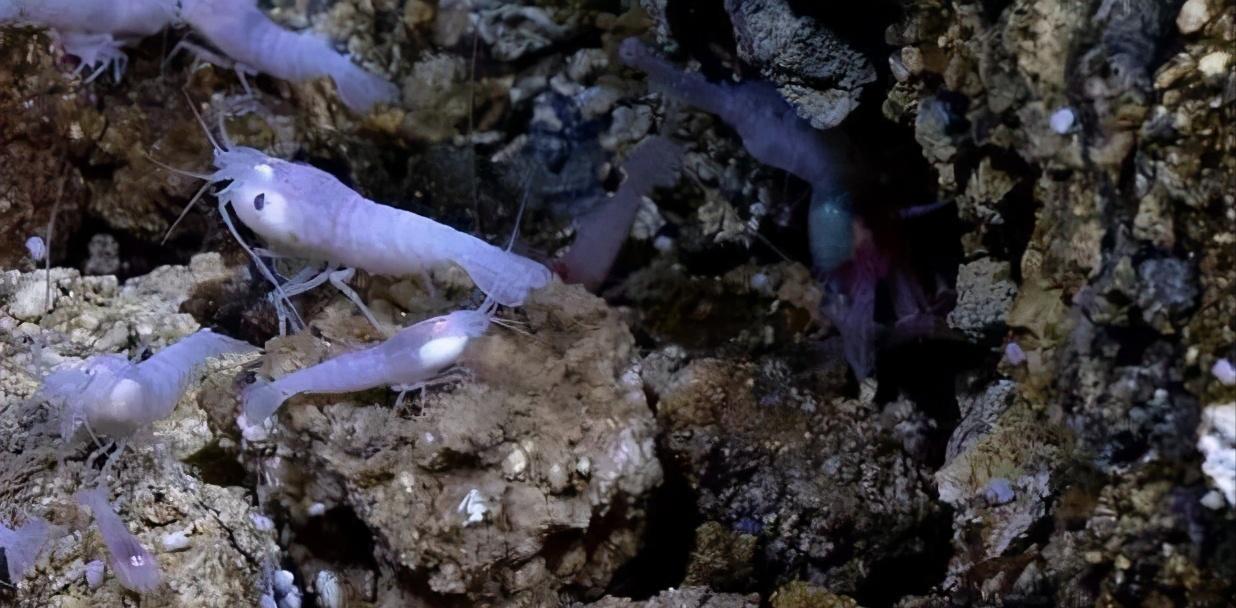 海底400度火山口的虾上岸,生活在海底温度最高的虾