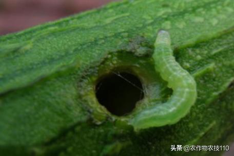 南瓜在种植过程中怎样预防病虫害,南瓜病虫害怎样防治效果好