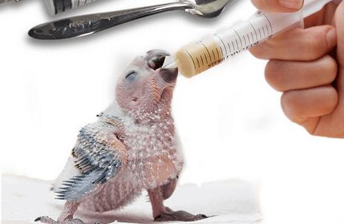 虎皮鹦鹉养殖技巧,虎皮鹦鹉工厂化养殖视频