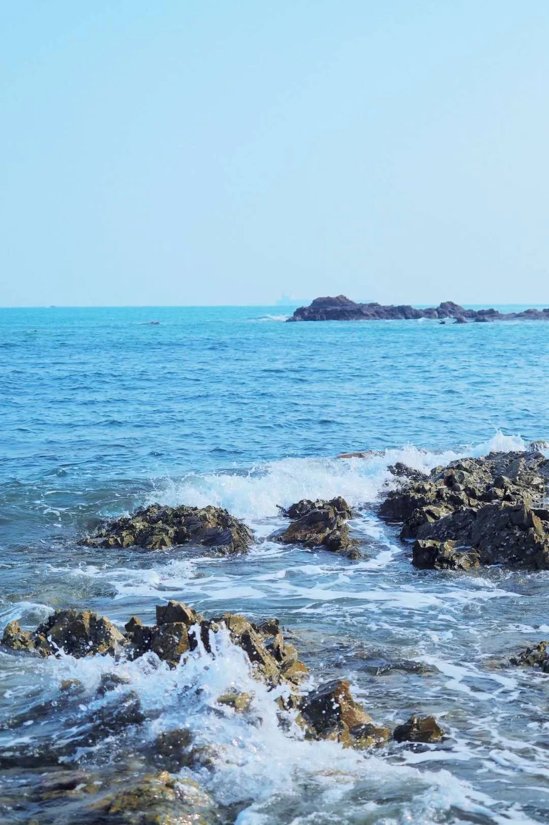 海滨老城泡桐花 (海滨老城紫色泡桐花)