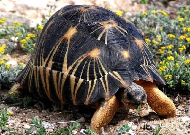贩卖野生一级保护动物判几年,警方严查野生动物犯法吗