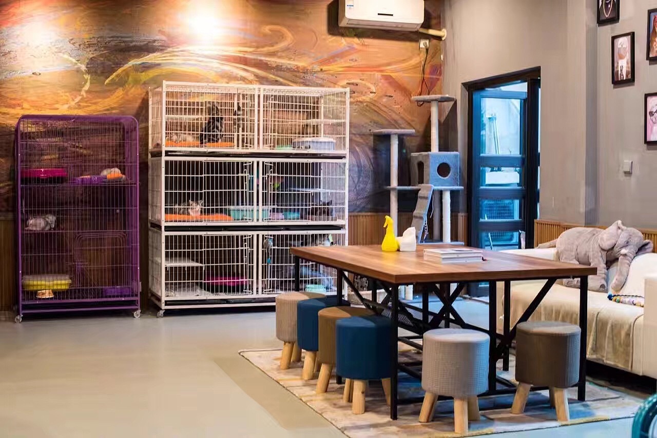 购买宠物猫前注意事项,新手买宠物猫应注意什么