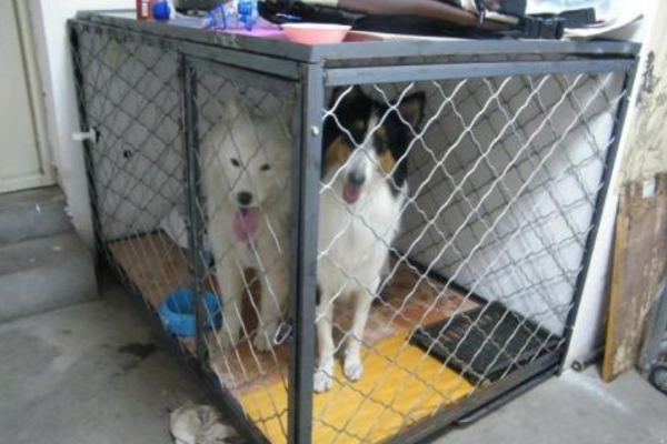 怎么样让小狗去狗屋睡觉,不要让小狗在窝里睡觉