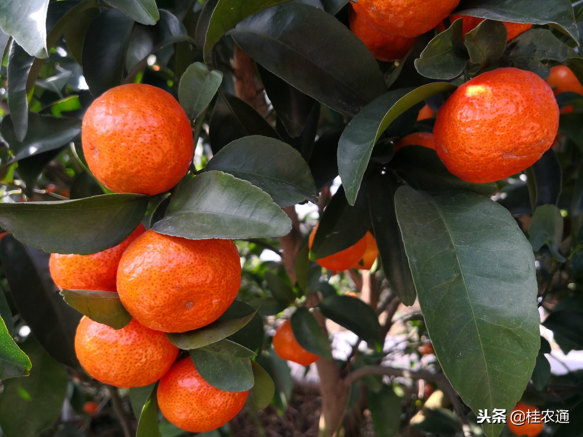 广西水果连续5年全国第一,广西水果产量居全国第一