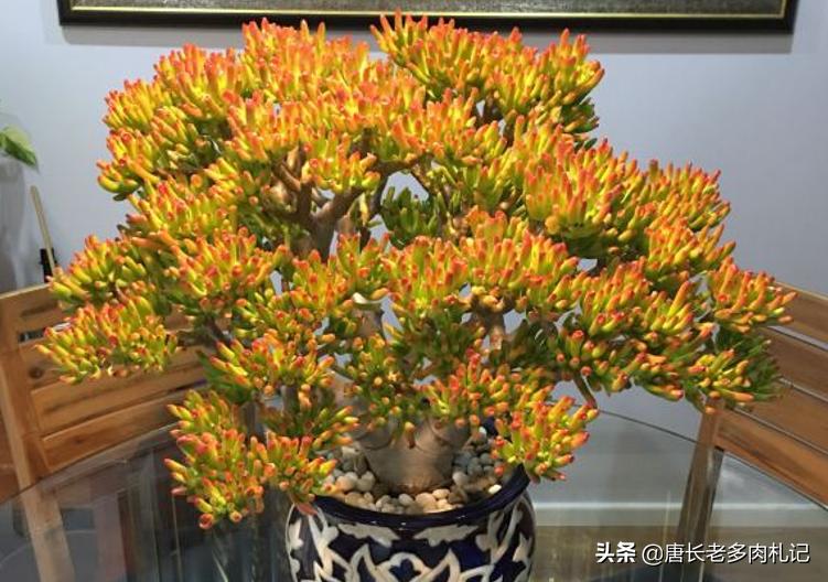 筒叶花月怎么繁育最好,铲叶花月多肉和吸财树多肉区别