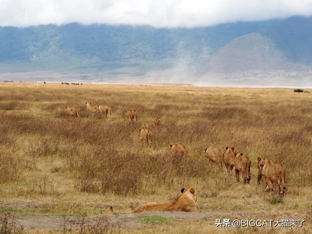 精子异常，雄狮不得不和母亲女儿交配，这个狮群深陷*亲近**繁殖困境
