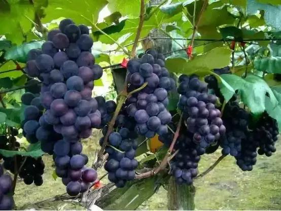 2019葡萄产业发展,葡萄农业发展模式