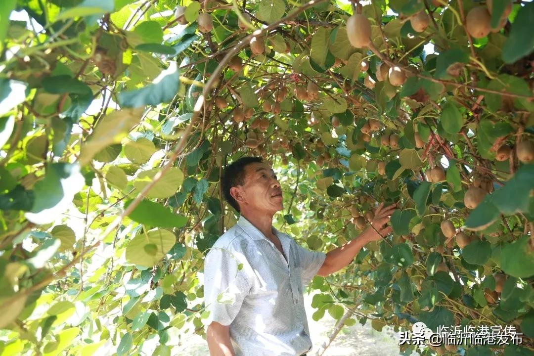 盘它！又甜又润的VC小*弹炸**！临港“甜猕”之旅出发~