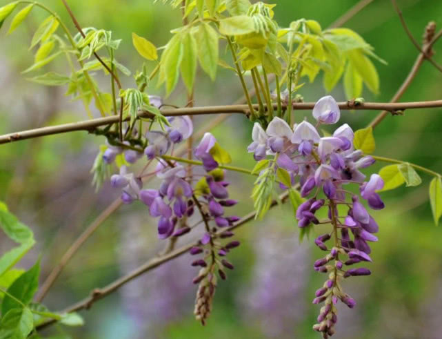 紫藤花种子发芽了怎么种植,大型紫藤花种植方法视频