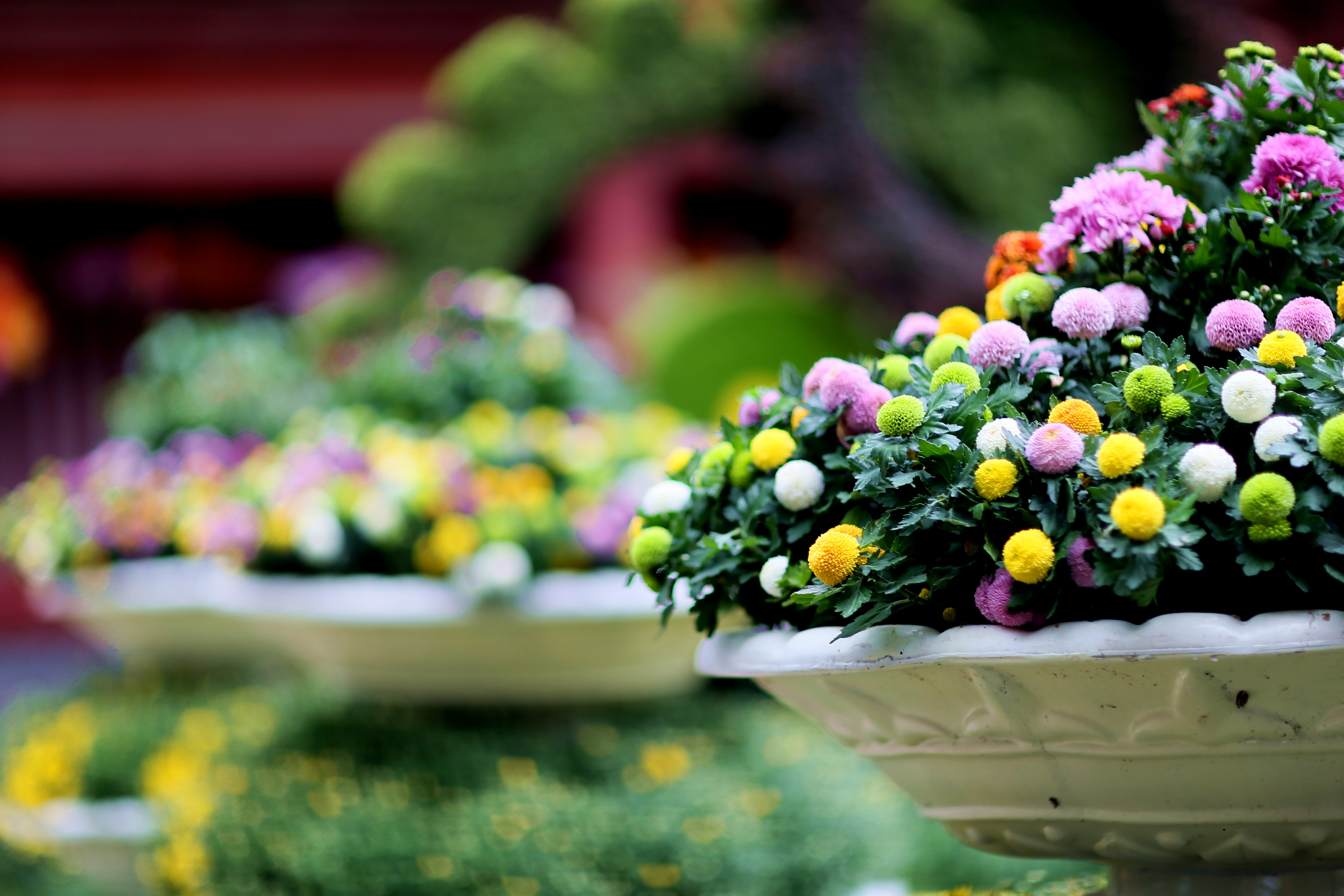 带你看开封清明上河园的菊花展,开封第41届菊花文化节清明上河园