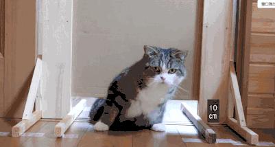 众所周知的猫咪,猫咪是液体也是固体