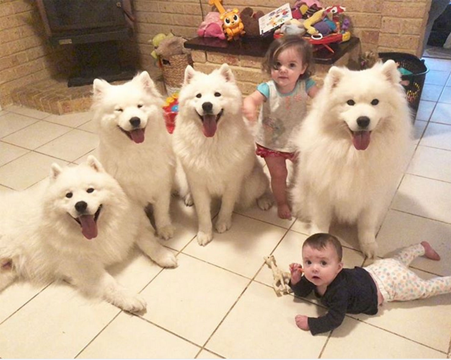 十种可爱狗狗,白色可爱狗狗视频大全超萌