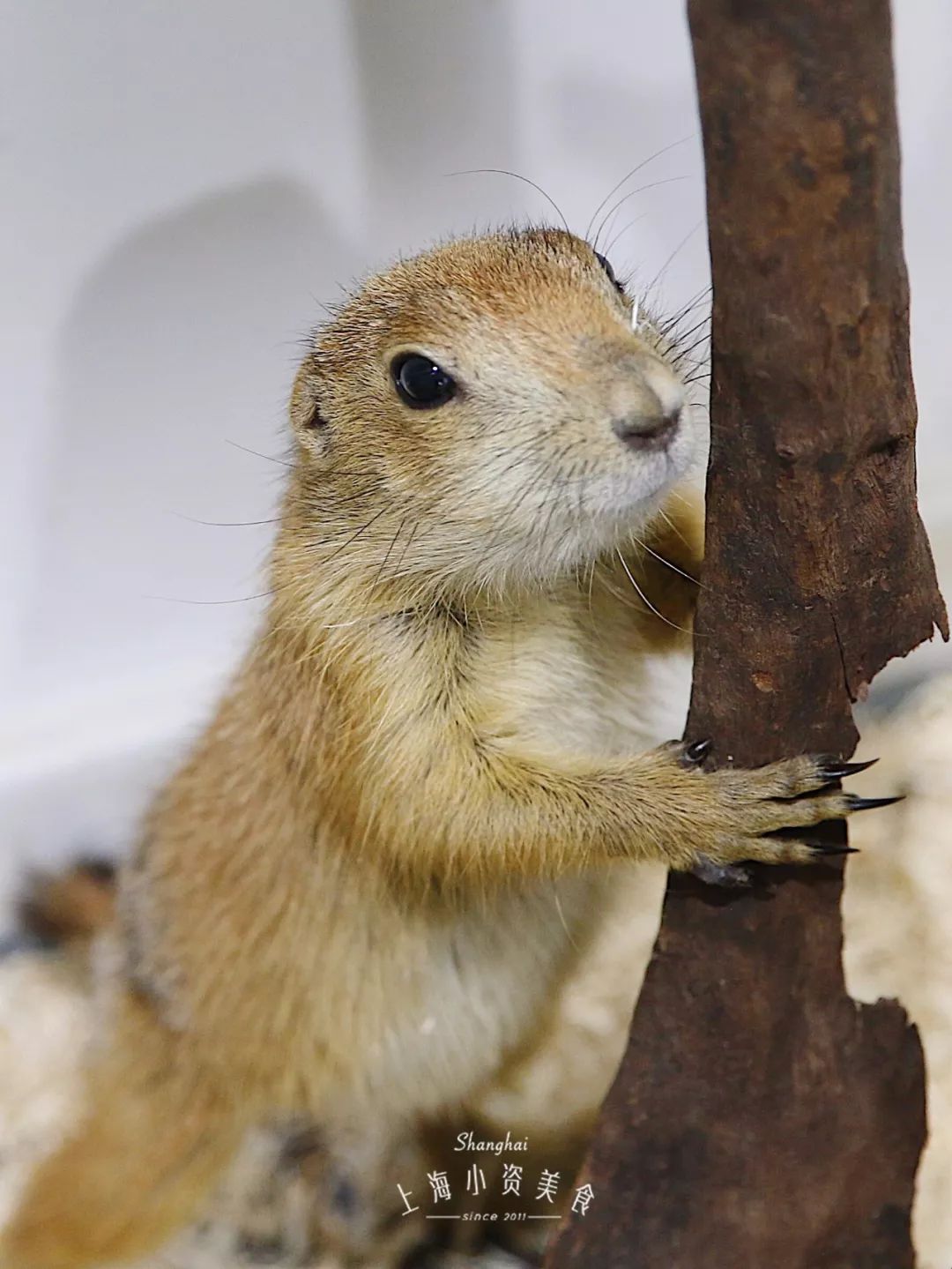 2019宠物排名,2022宠物排行榜