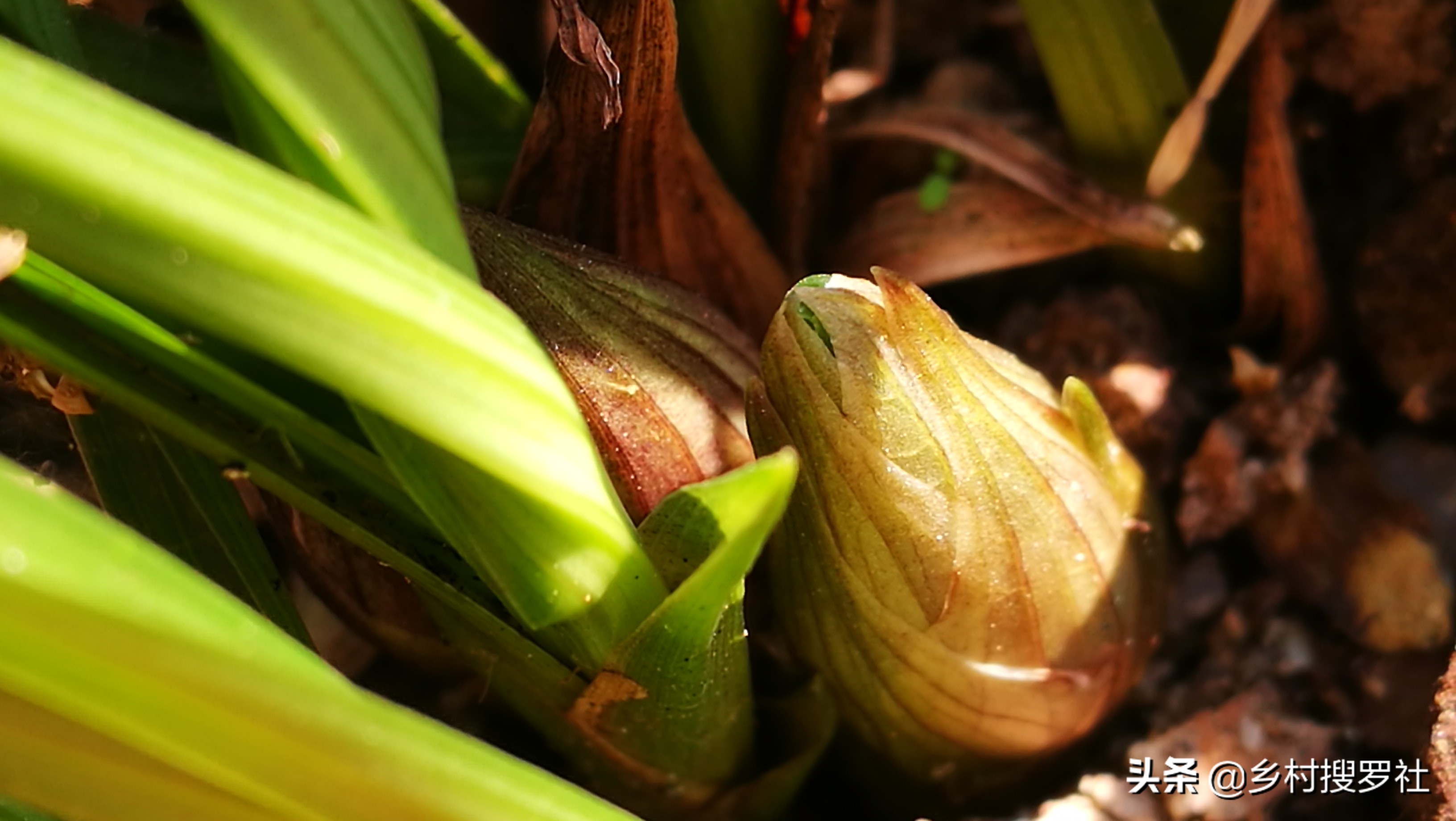 兰花有花苞开花前怎么养,兰花有花苞后如何养护和管理