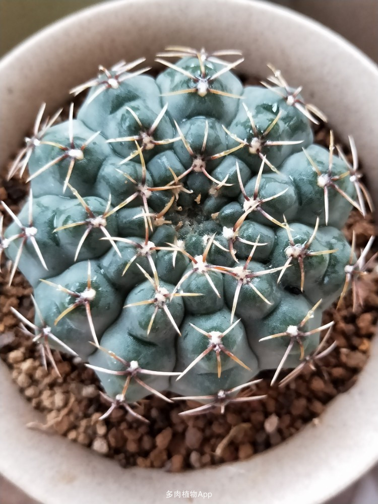 品种大全丨30个仙人球品种图鉴，每个都可爱肉萌到想要全部搬回家