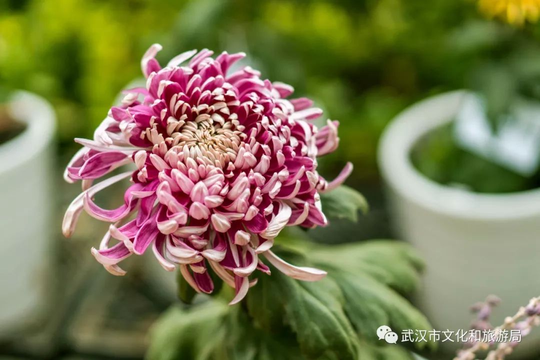 花点时间游荆门,花点时间武汉天地店