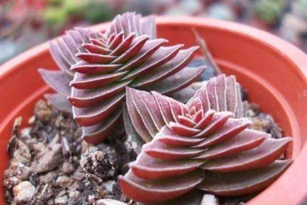 茜之塔养殖方法,茜之塔锦养护方法