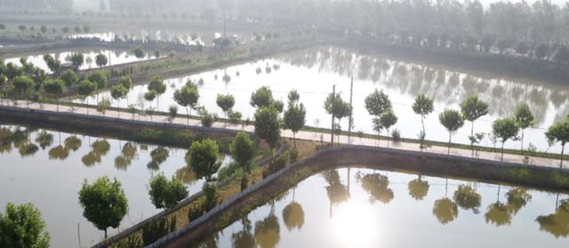 甲鱼大补元气,甲鱼大补不能吃太多