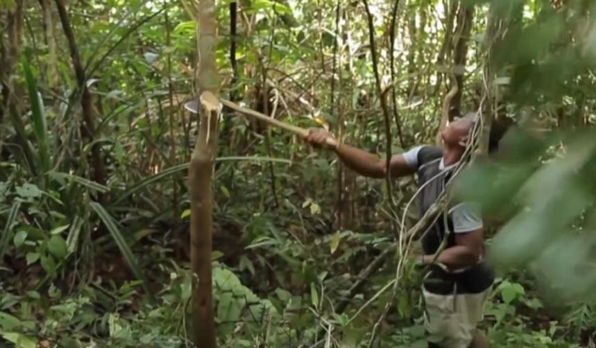 实拍非洲紫檀木*私走**全过程：护林员做*私走**，一根紫檀木赚三万