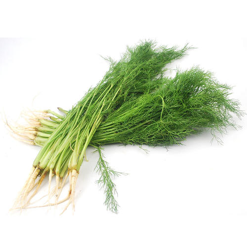 小茴香种植高产技术,小茴香怎么种植才能长得好