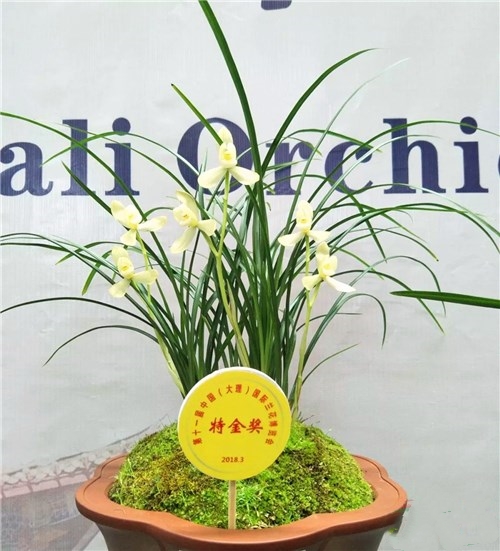 多年前，他花四十元收购四苗兰花，高峰期卖出了上百万一苗的价格