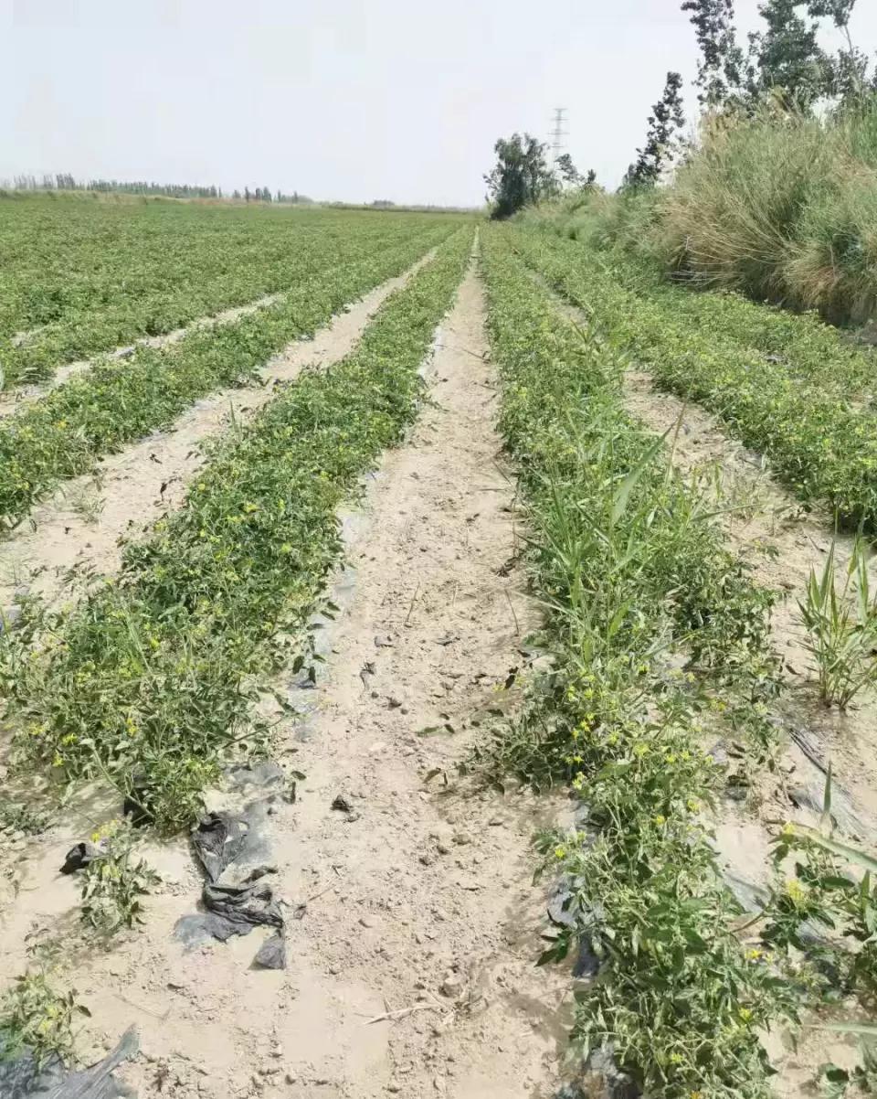 嘉施利化肥产品展示,嘉施利硝酸铵钙肥料