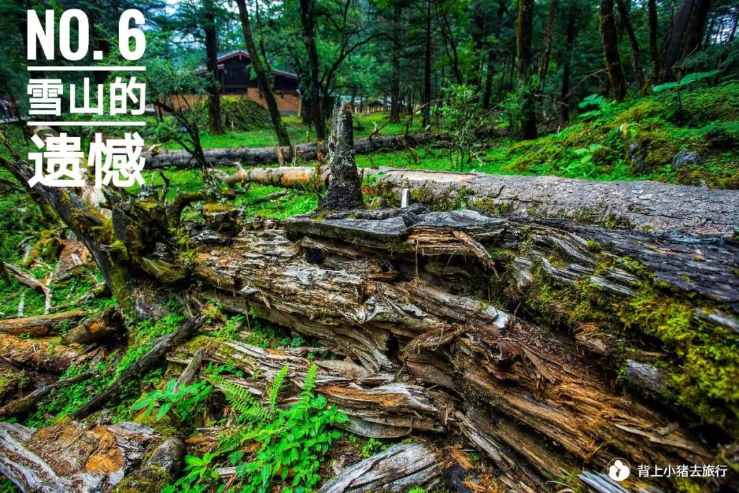 背上小猪去旅行（第一季）自驾穿越中国｜雪山的遗憾