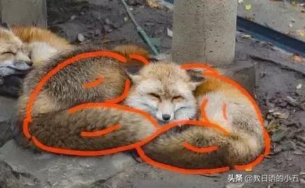 日本的一只“肌肉柴犬”火了，竟然还出了手办？！